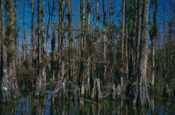 <p>Mangroves </p>