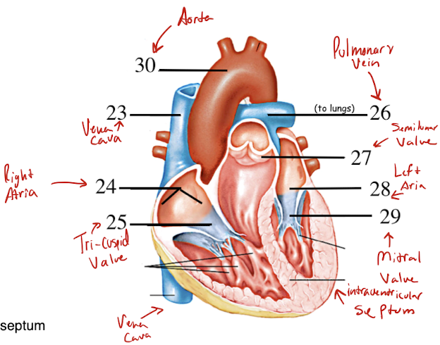 <ol start="23"><li><p>Vena Cava</p></li><li><p>Right Atrium</p></li><li><p>Tricuspid Valve</p></li><li><p>Pulmonary Vein</p></li><li><p>Semiluna valve</p></li><li><p>Left Atrium</p></li><li><p>Bicuspid Valve (Mitral Valve)</p></li><li><p>Aorta</p></li><li><p></p></li></ol>