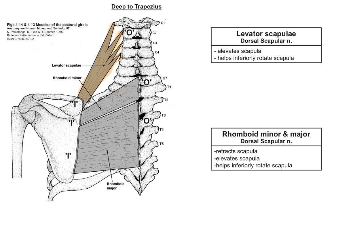 <p>O=transverse processes of C1-C4</p><p>I=superior angle of scapula</p><p>A=elevates scapula, lateral flexes/extends the neck</p><p>IN=dorsal scapula nerve (&amp; C3, C4)</p>