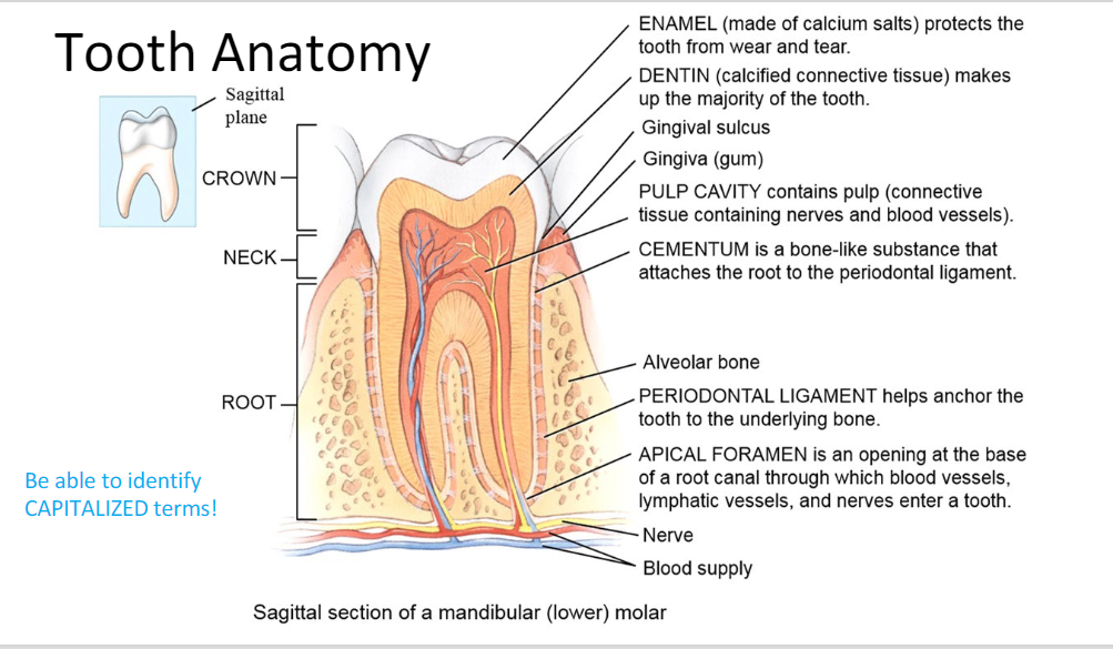 <p>Enamel (protection), Dentin (calcified CT), Pulp cavity (BVs and nerves), Cementum (root to periodontal ligament)<strong>, Periodontal ligament</strong> (anchor tooth to bone)<strong>, Apical Foramen </strong>(opening for nerves, LVs, and BVs)</p><p>Crown, Neck, Root</p>