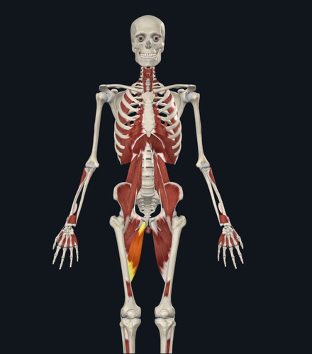 <ul><li><p><u>Origin:</u>&nbsp;Pubis</p></li><li><p><u>Insertion:</u>&nbsp;Femur</p></li><li><p><u>Action:</u>&nbsp;Hip adduction</p></li></ul><p></p>