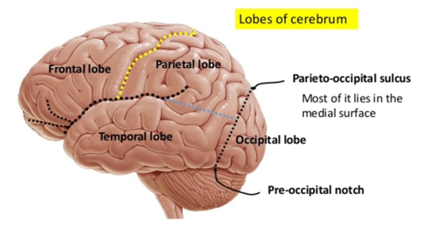 <p>wcięcie przedpotyliczne i bruzda ciemieniowo-potyliczna</p>