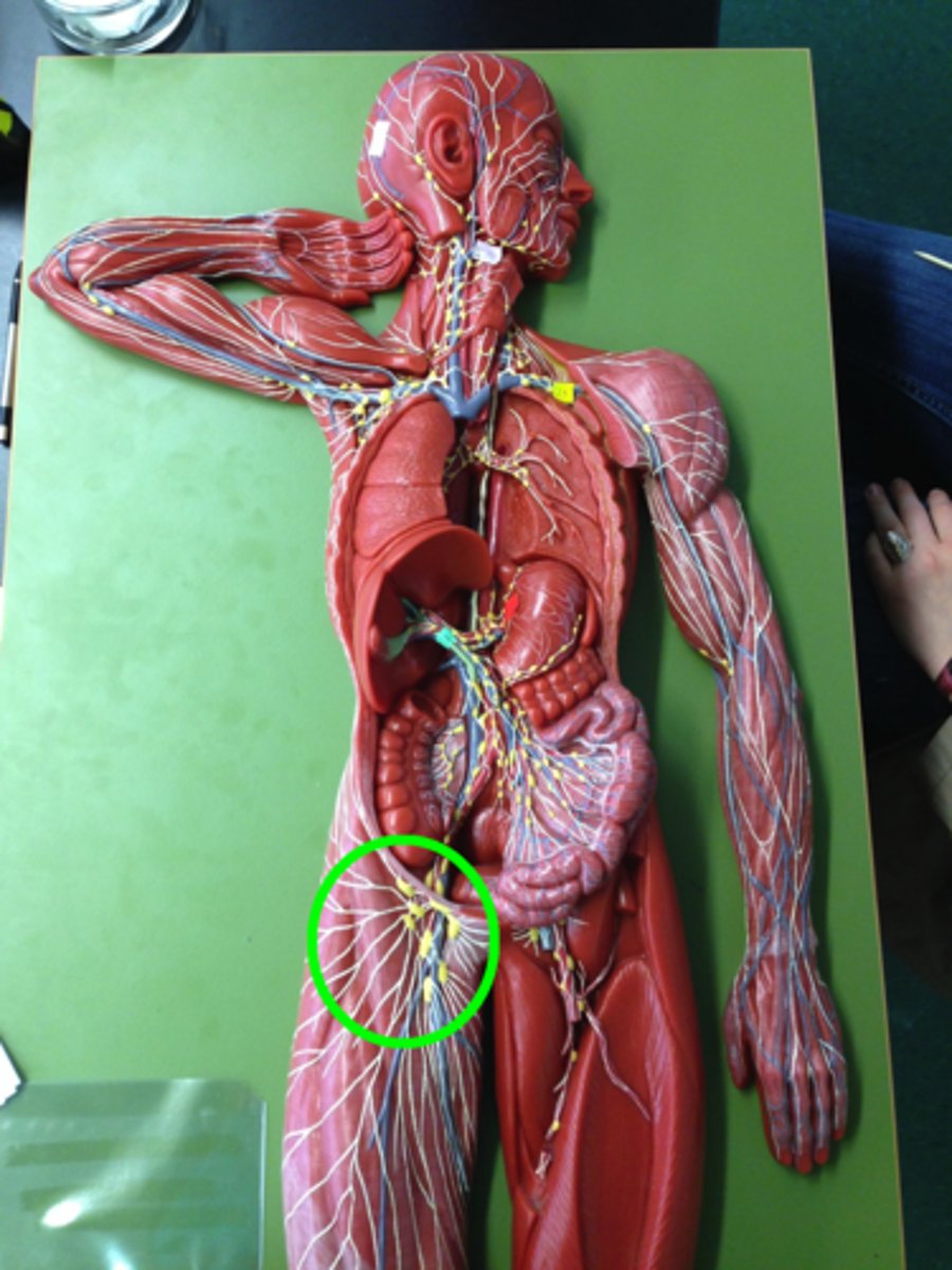 <p>axillary (for the arms) or inguinal (for the legs) regions</p>