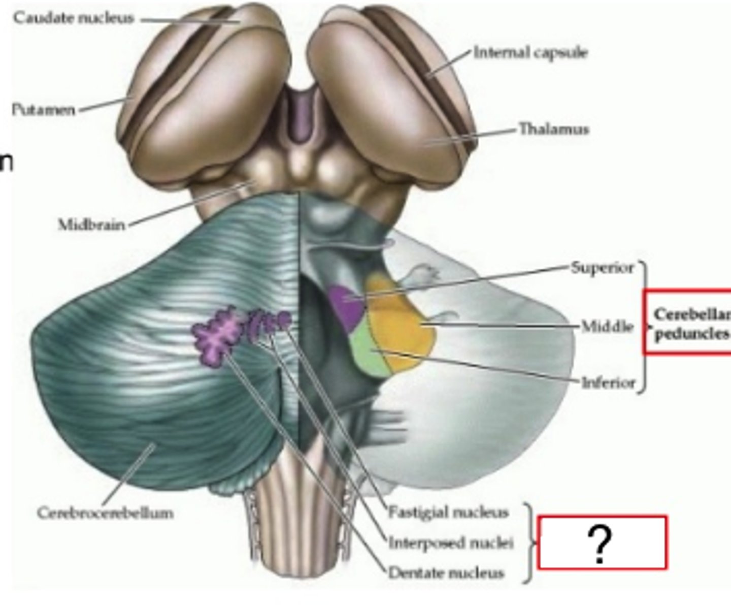 <p>Transmitted via GABAergic Purkinje cell fibers</p><p>Only output from cortex</p>