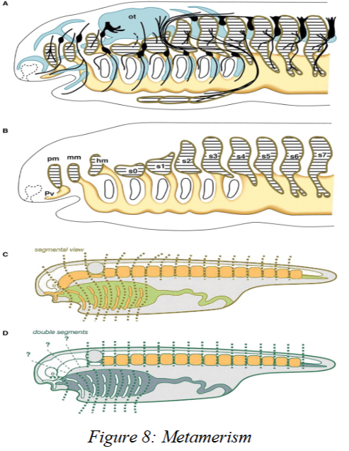 <p>the serial repetition of structures along the long axis of the body.</p>
