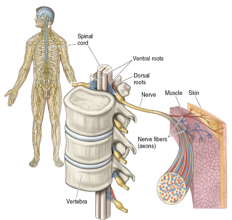 <p>said that dorsal and ventral roots carry information in opposite directions</p>