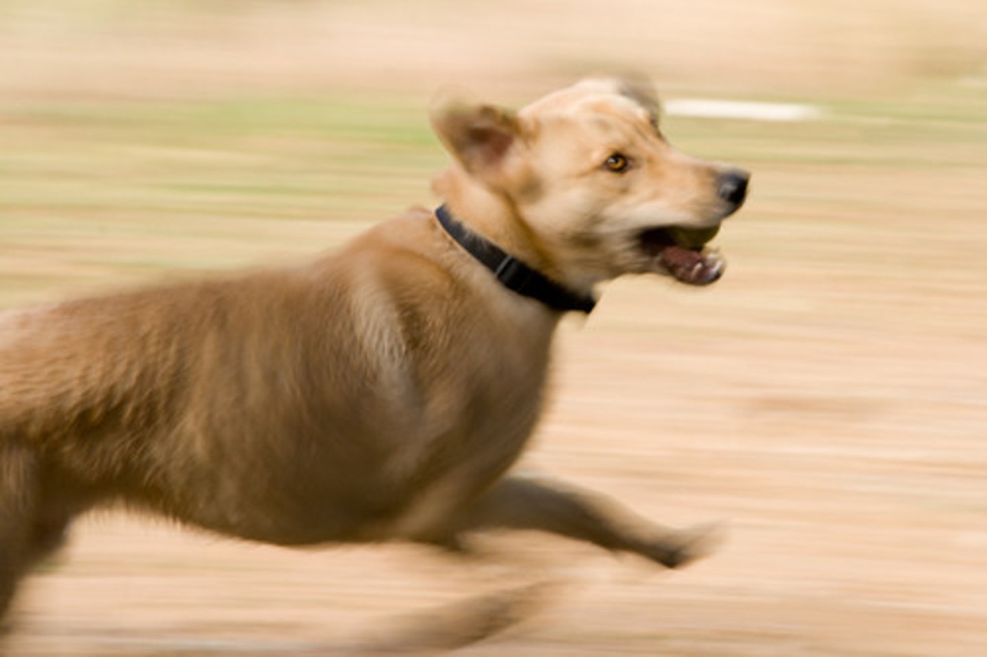 <p>to run</p>