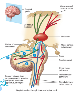 <ul><li><p>Cell bodies of these neurons are located in the cerebral cortex and the basal nuclei</p></li><li><p>Multi-polar interneurons</p></li><li><p>The descending tract of the pathway</p><ul><li><p>a. Corticospinal (pyramidal tracts) tracts:</p><ul><li><p>Cell bodies are located in the cortex</p></li><li><p>85% of these tracts decussate in the medulla (because they start high)</p></li></ul></li><li><p>b. Indirect tracts:</p><ul><li><p>Cell bodies are located in the brainstem</p></li></ul></li></ul></li><li><p>Upper motor neurons synapse onto lower motor neurons</p><ul><li><p>decussate in spinal cord</p></li></ul></li></ul><p></p>