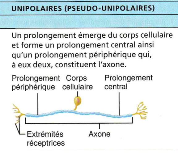 <p>corps cellulaire qui a une prolongation qui va ensuite se subdivisé. cette prolongation c’est l’axone. généralement les neurones sensitifs.</p>