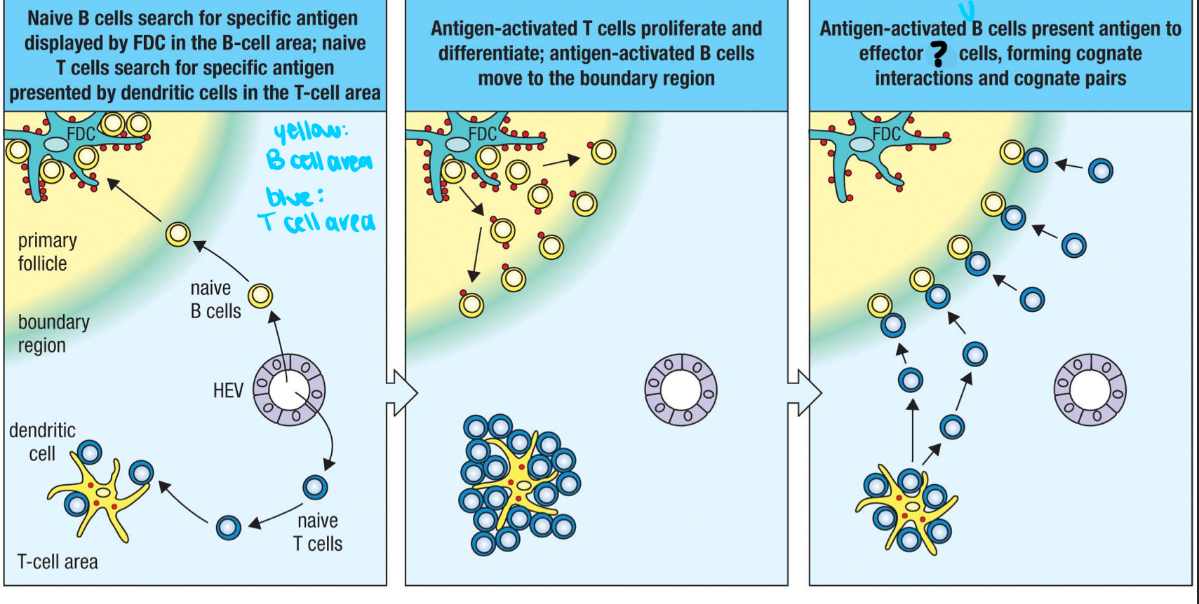 <p>effector T cell that helps activate B cells; moves to follicle boundary to meet with antigen-activated B cells and delivers cytokines to the B cell surface</p>