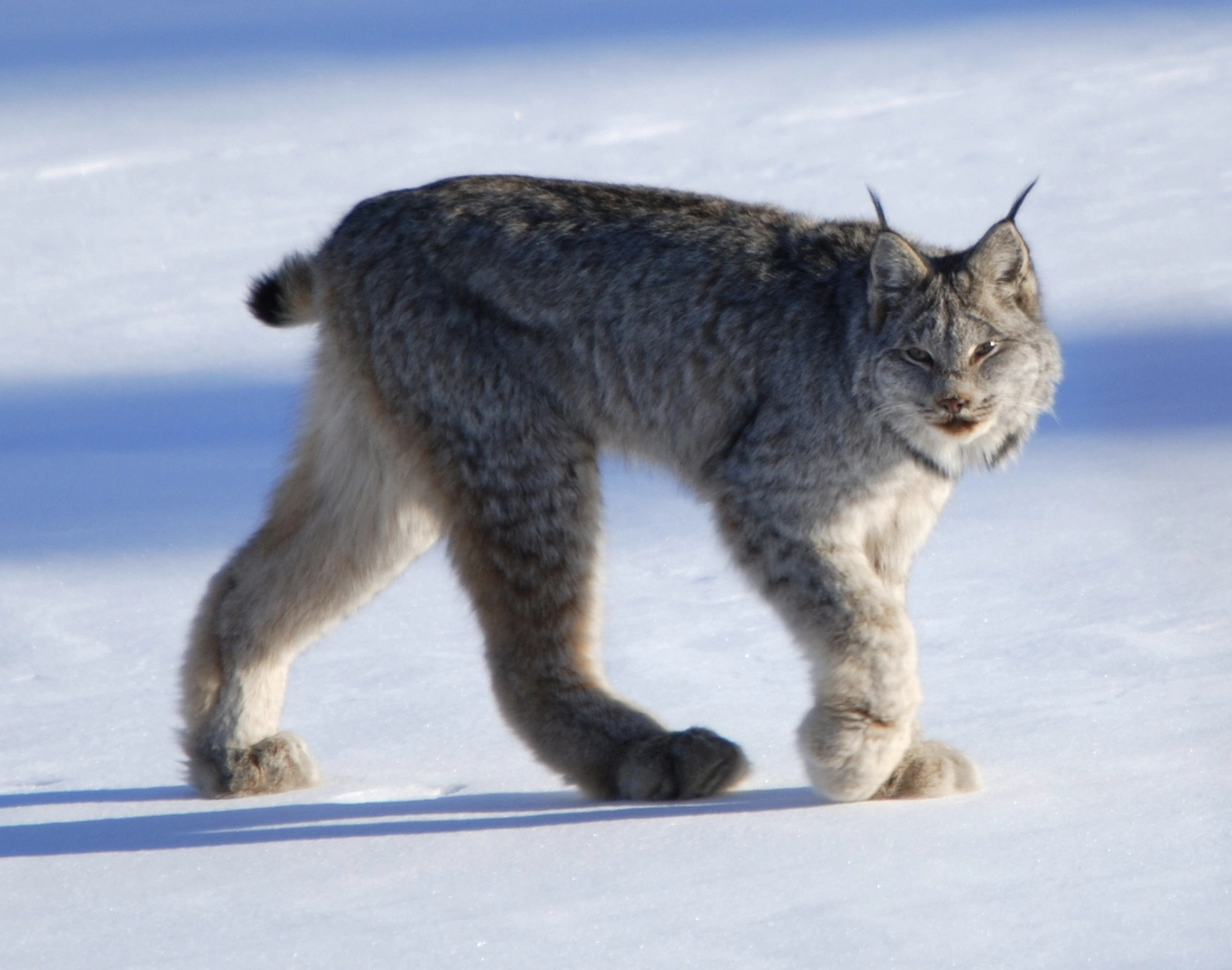 <ul><li><p>Canada lynx</p></li><li><p>large</p></li><li><p>big feet</p></li><li><p>black tipped ears</p></li><li><p>all black tail tip</p></li></ul><p></p>