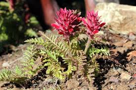 <p><em>Pedicularis</em></p>
