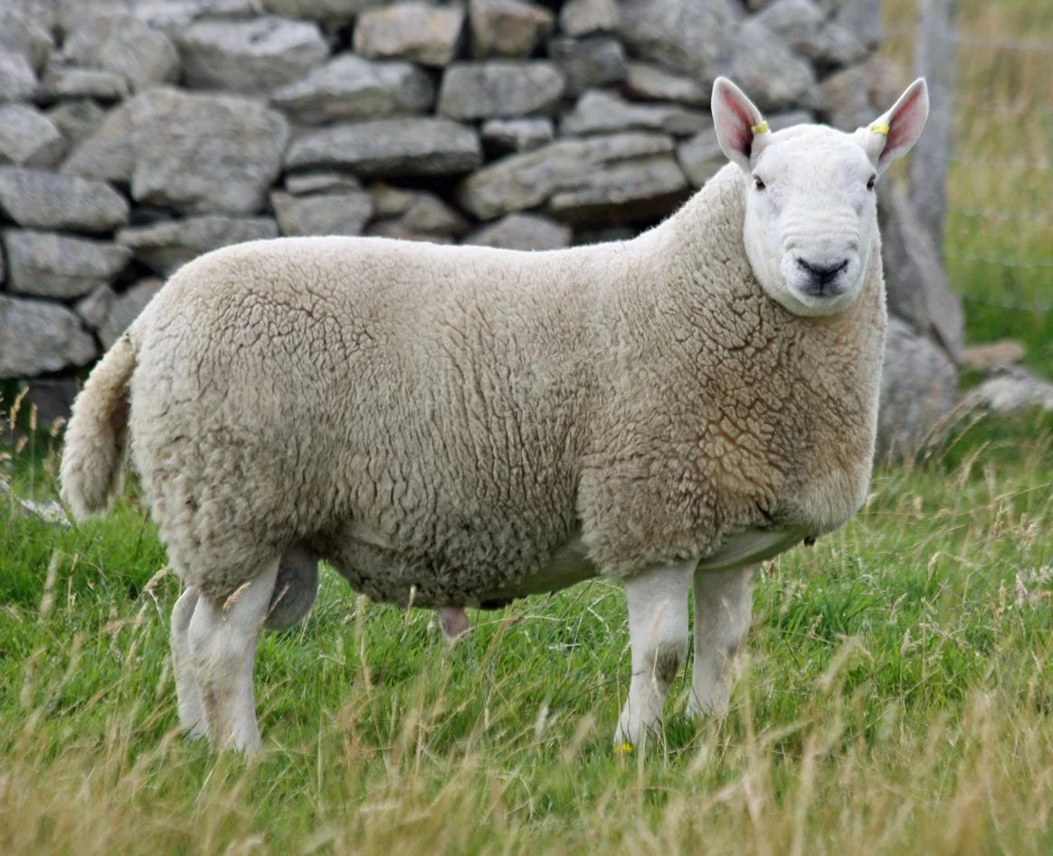 <p>Cheviot</p>