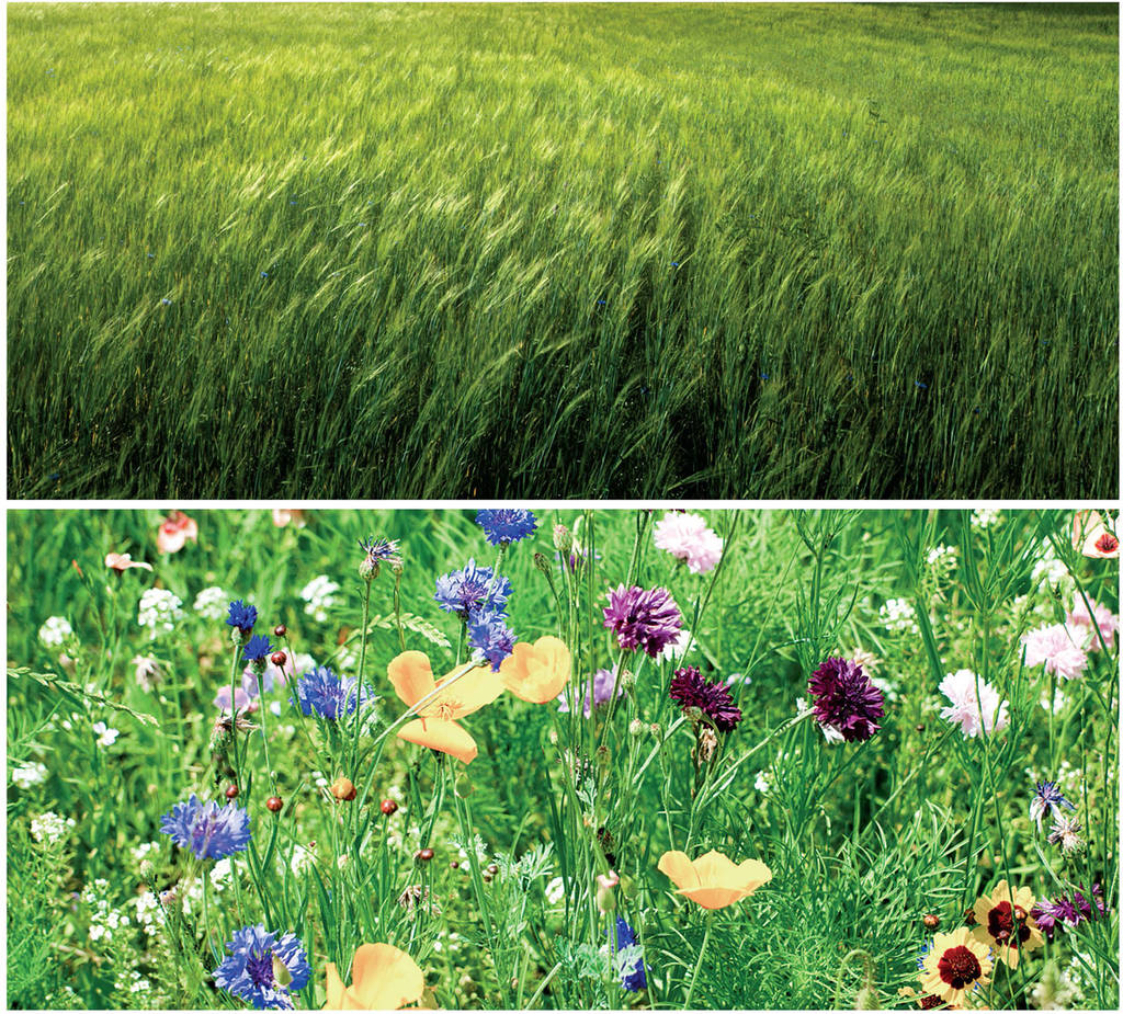<p><span>Which photo has greater biodiversity?</span></p>