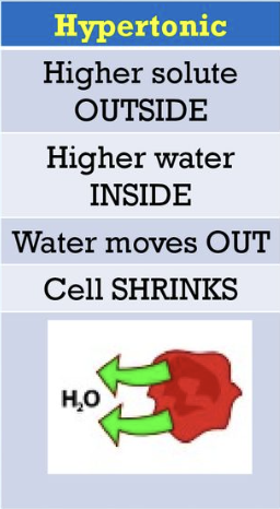 <ul><li><p><span>Low water concentration and high solute conc. outside the cell, </span></p></li><li><p><span>water moves out of the cell</span></p></li></ul><p></p>