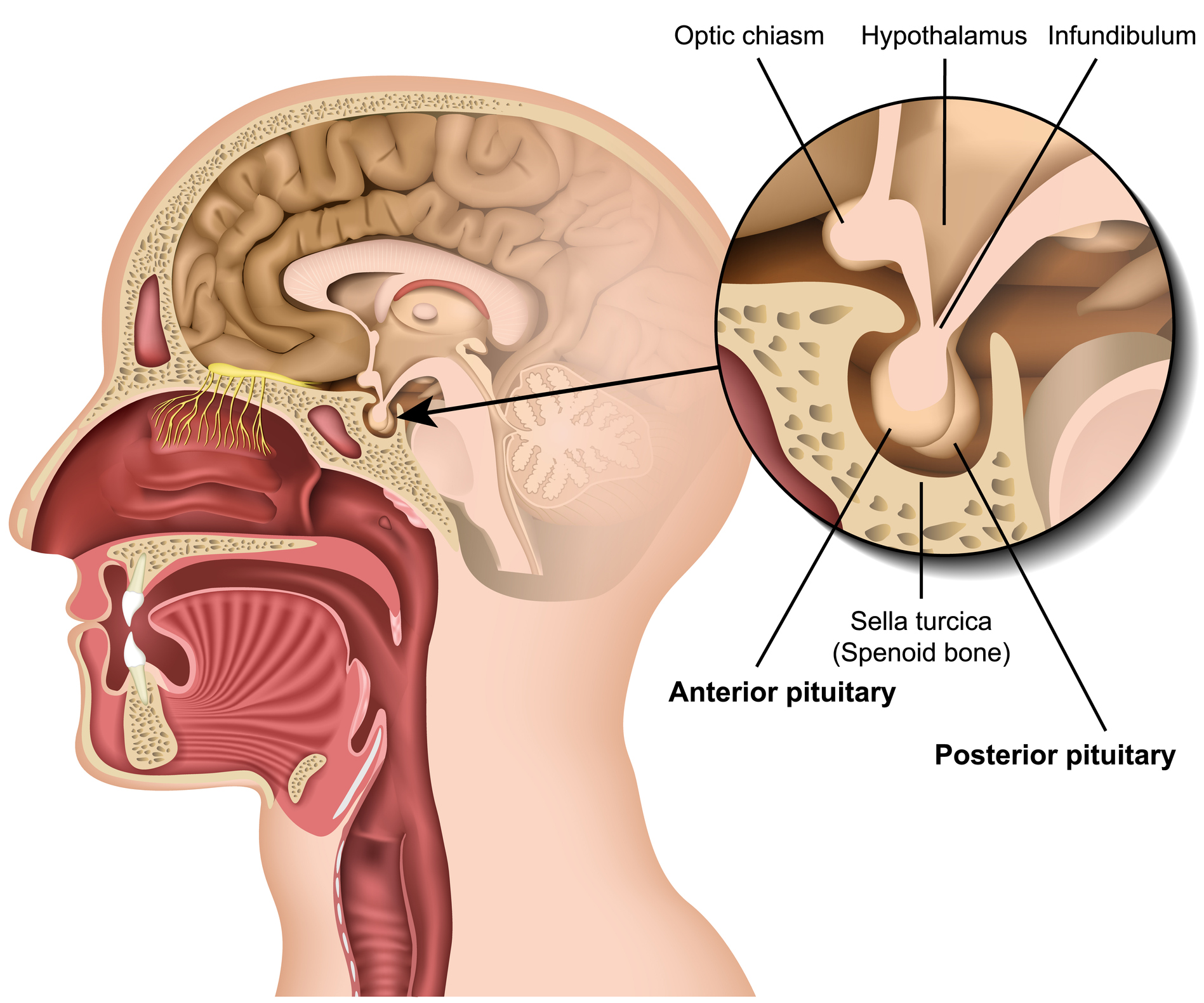 <ul><li><p>below corpus &amp; hypothalamus</p></li><li><p>regulates growth, metabolism, reproduction, makes hormones</p></li></ul><p></p>