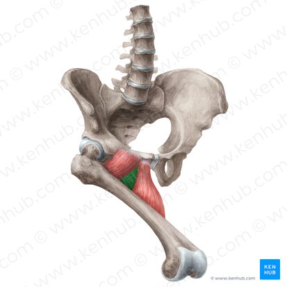 <p>Origin: Body and inferior ramus of pubis</p><p class="has-focus">Insertion: medial lip of linea aspera of the femur</p><p class="has-focus">Innervation: obturator nerve (L2,L3,L4)</p>