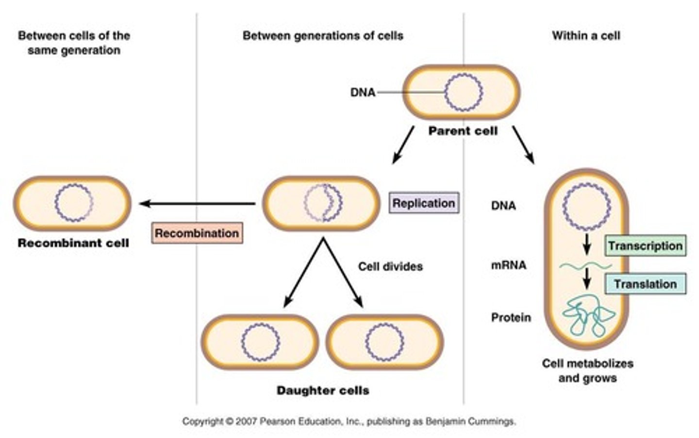 <p>An anabolic polymerization process that requires monomers and energy to produce two identical copies of DNA. (semiconservative)</p>
