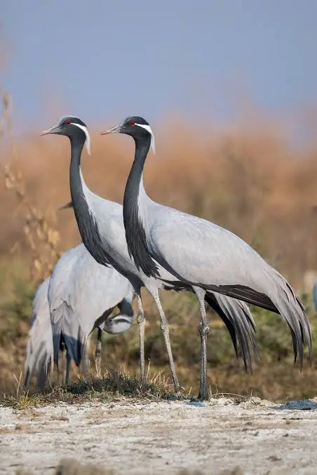 <p>Demoiselle Crane</p>