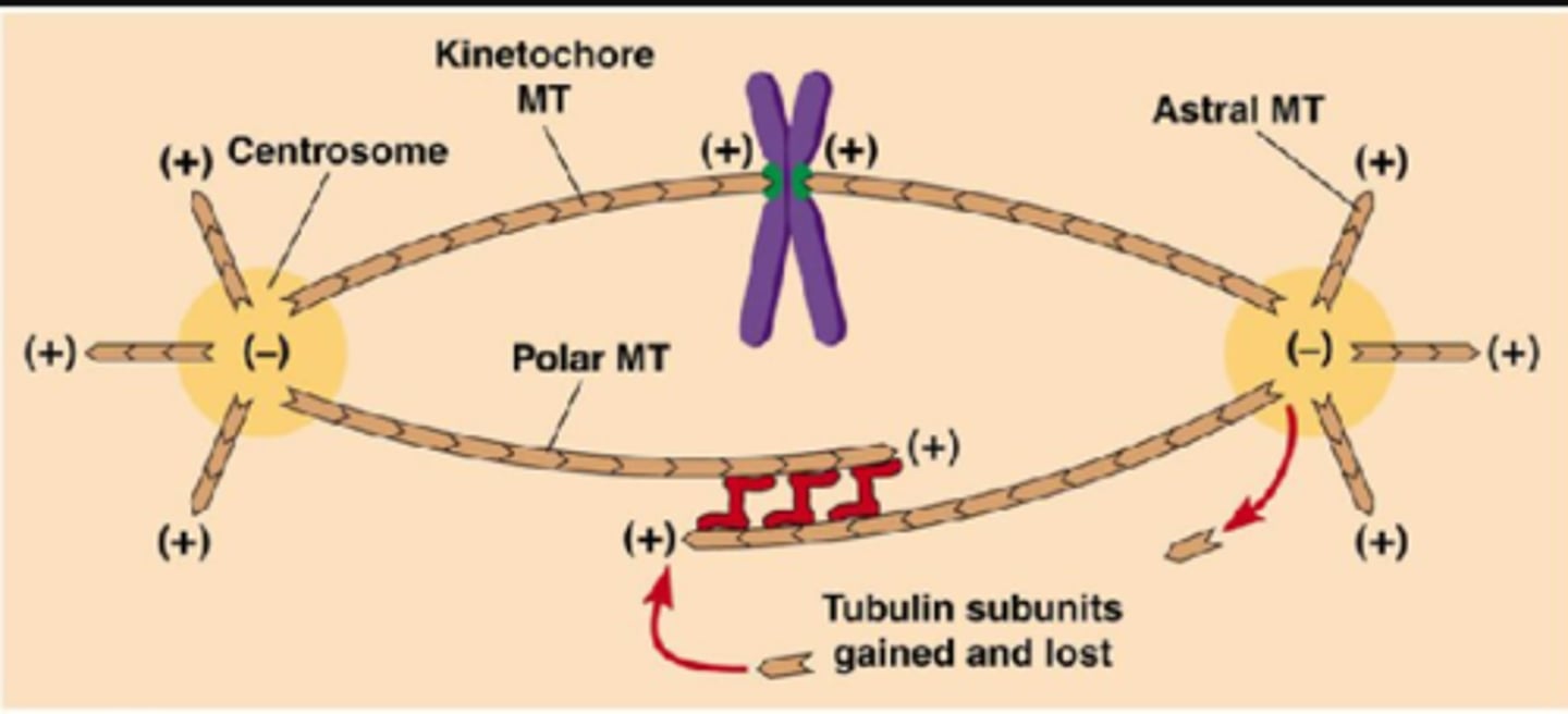<p>chromosomal fibers: kinetochore fibers<br>pull chromosomes apart<br><br>polar fibers: extending from center of pole to metaphase plate<br>cause cell to elongate</p>