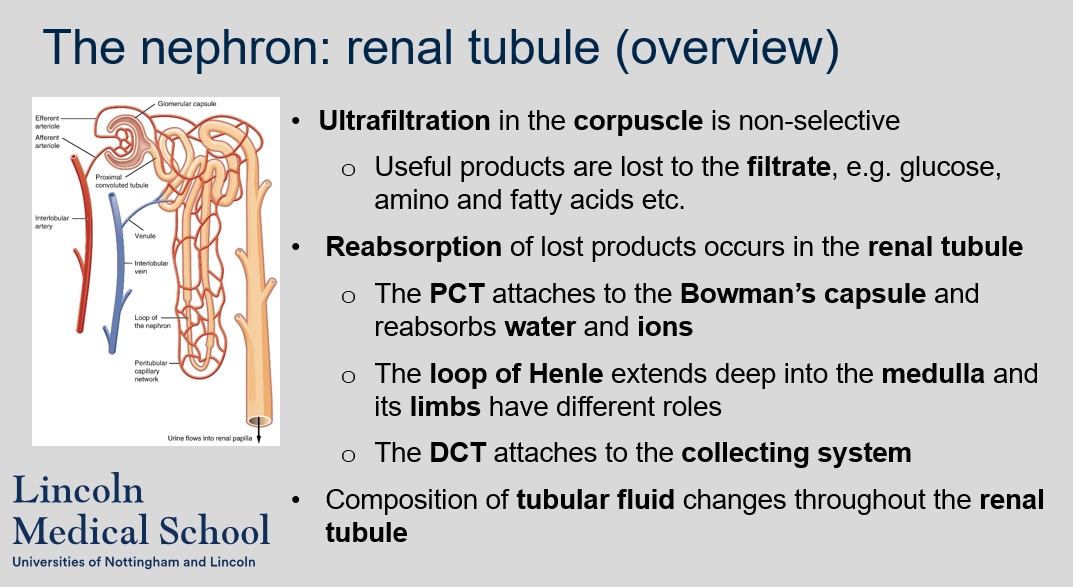 Ultrafiltration in the renal corpuscle is non-selective, meaning useful products such as glucose, amino acids, and fatty acids are lost to the filtrate. 
