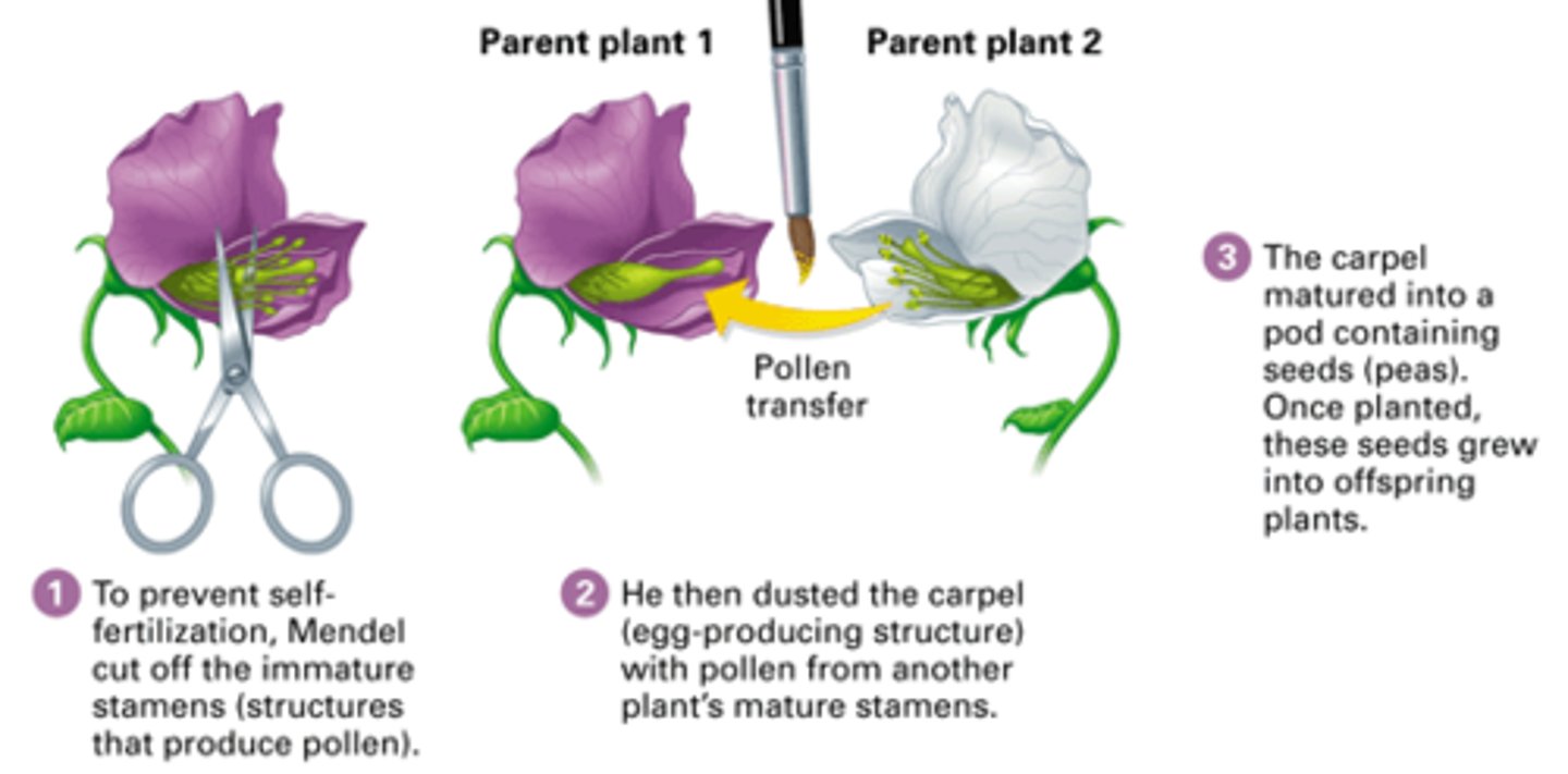 <p>The process by which sperm from one flower's pollen fertilizes the eggs in a flower of a different plant; also known as cross-fertilization</p>