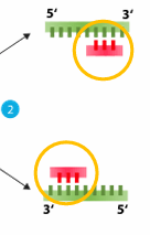 <ul><li><p>primer hybridization temperature </p></li><li><p>carried out at a temperature generally between and 40 and 70°C </p></li><li><p>uses Primers</p></li></ul><p></p>