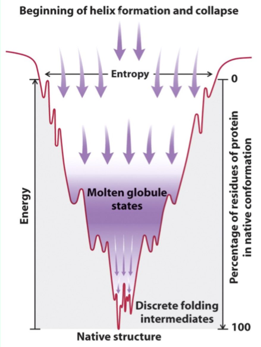 <p>A <strong>collapsed intermediate state</strong> with much of the secondary and tertiary structure formed.</p>