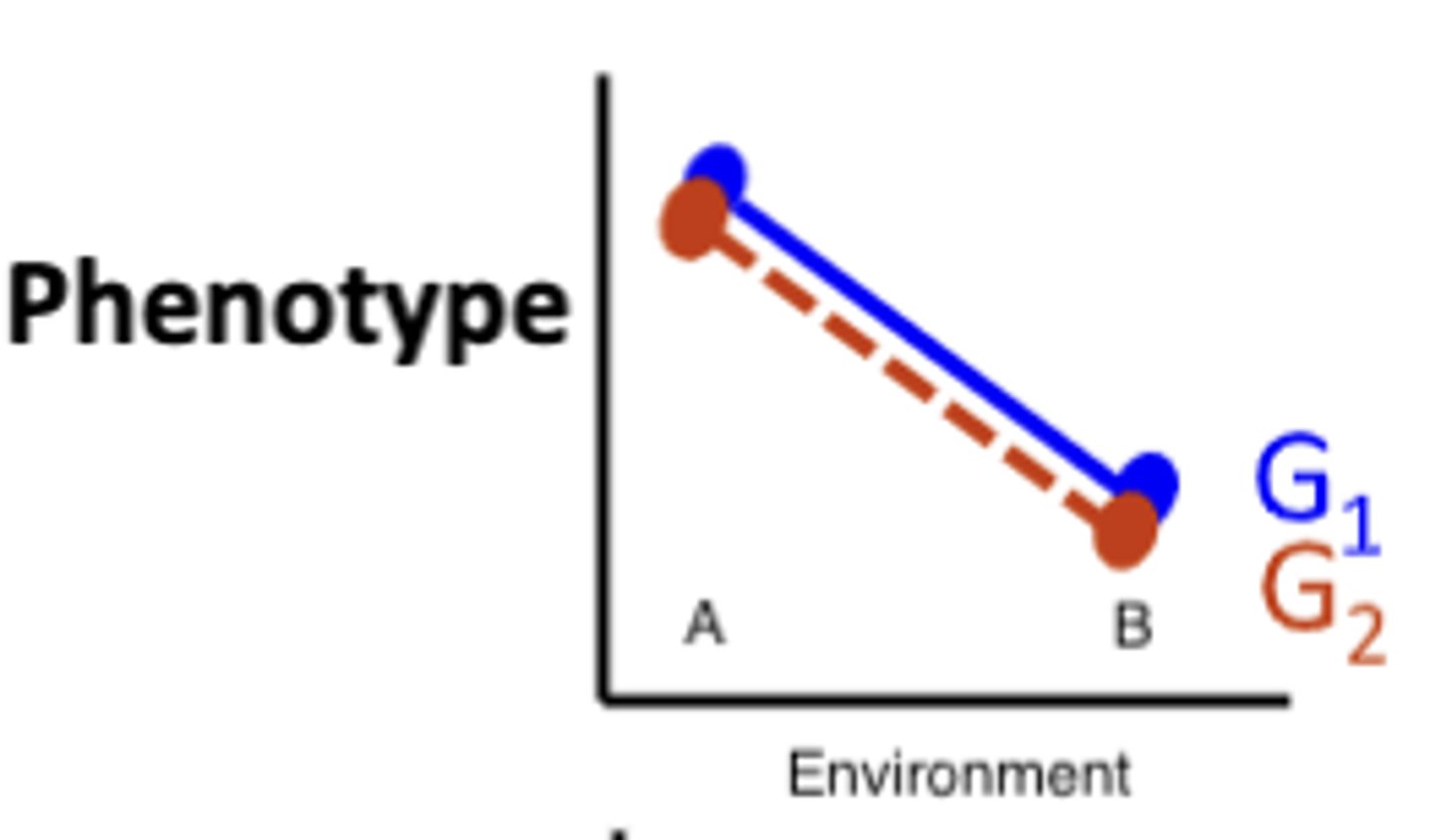 <p>small genetic effect, LARGE ENVIROMENTAL EFFECT</p>