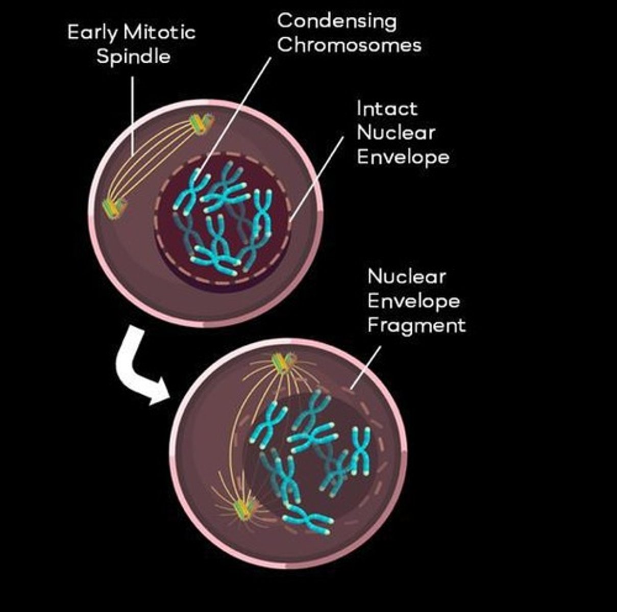 <p>The stages of mitosis are prophase, metaphase, anaphase, and telophase.</p>