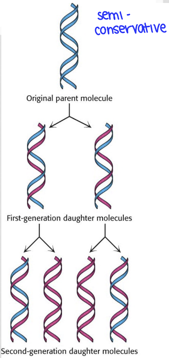<p>the two complementary strands of DNA come apart and each serve as a template strand for a new DNA strand</p>