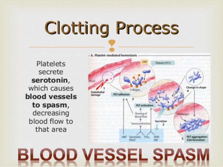 <p>a compound present in blood platelets and serum that constricts the blood vessels and acts as a neurotransmitter.</p>