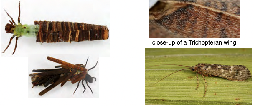 <p>Caddisflies</p><ul><li><p>holometabolous</p></li><li><p>Morpho</p><ul><li><p>long simple antennae</p></li><li><p>moth like appearance but wings are hairy rather than scaley </p></li></ul></li><li><p>alc</p></li></ul><p></p>