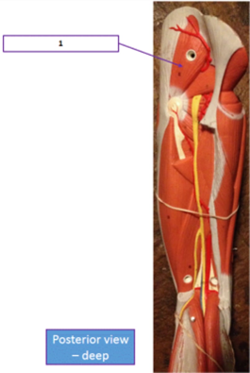 <p>Identify the muscle labeled 1.</p>