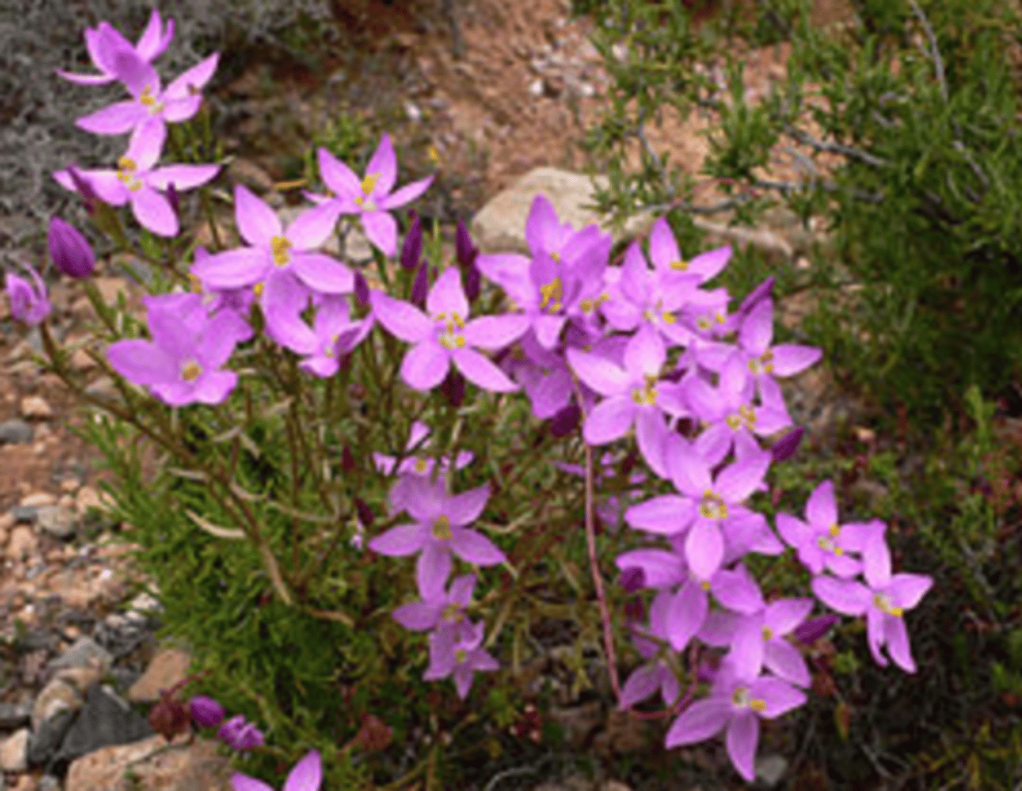 <p>common centaury</p>