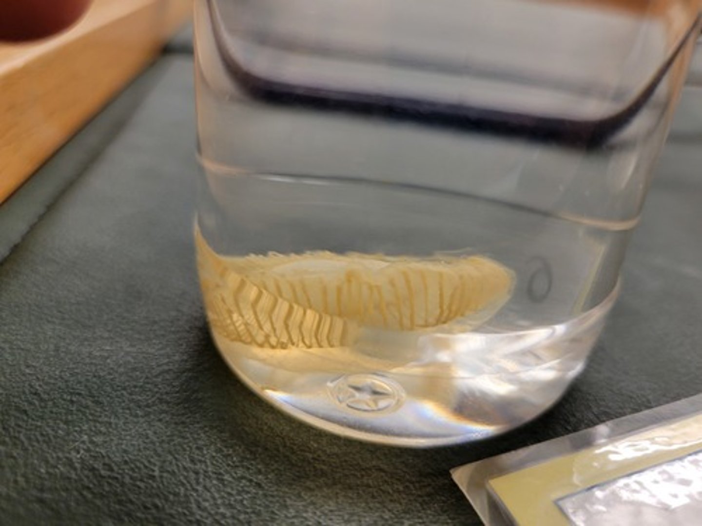 <p>Identify Taxonomy</p>