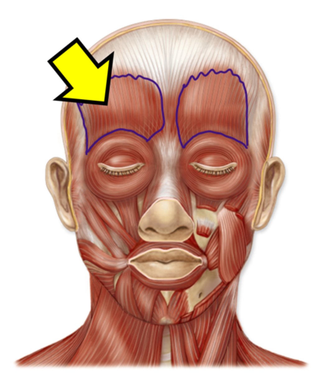 <p>Name just this muscle.</p>