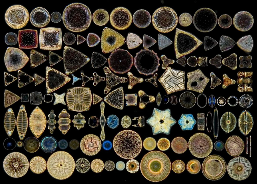 <p>single celled and create “shells” made of</p><p>organic glass (silica) that protect them.</p>