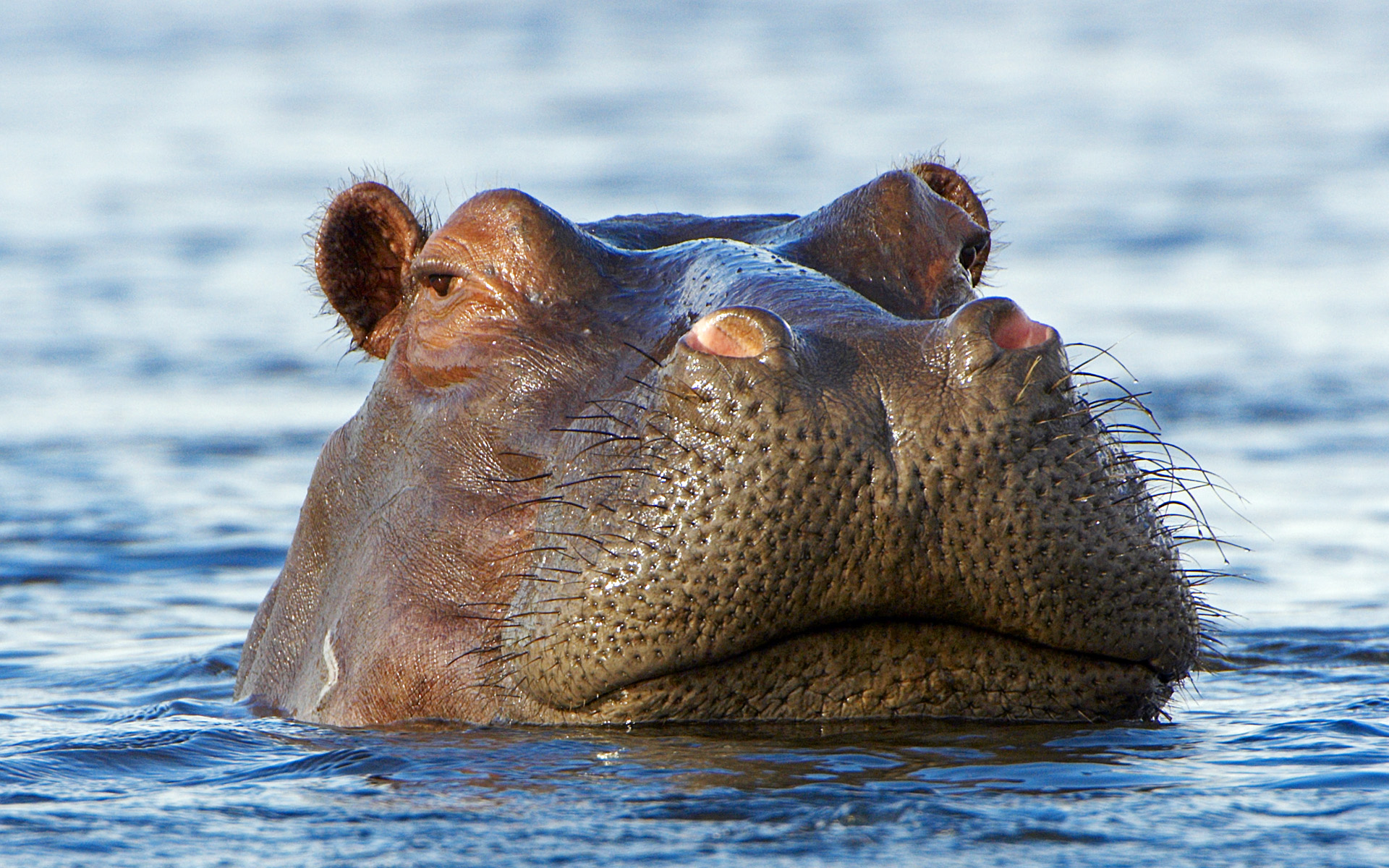 <p>Hippopotamus</p>