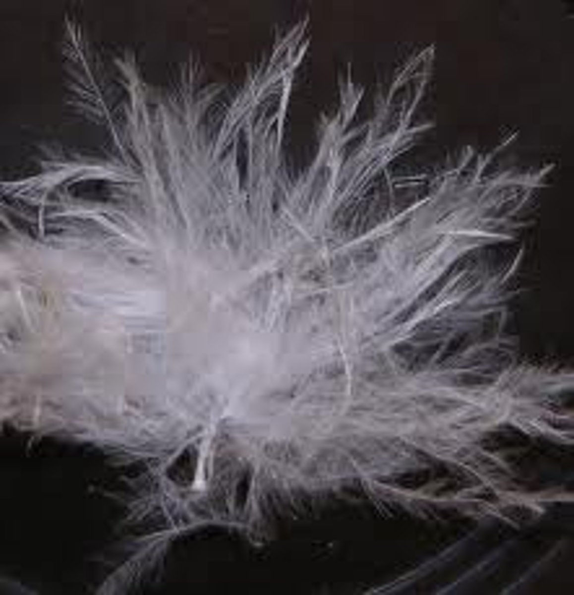 <p>these are feathers w/ no prominent rachis and no hooks or barbules</p><p>-conserve heat</p><p>-eg geese</p>