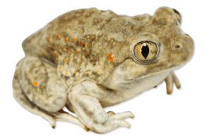 Scaphiopodiae - Spea bombifrons