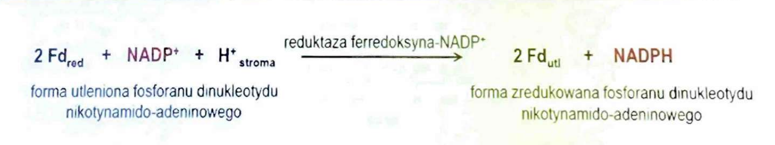 <p>(Oksydoreduktazy)</p><p>Katalizuje reakcje redukcji, zwykle z udziałem NADPH (np. reduktaza ferredoksyna-NADP<sup>+</sup>).</p>