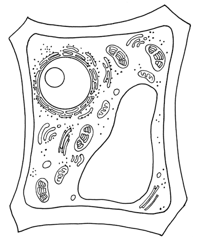 <p>plant or animal cell?</p>