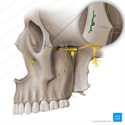 <p>What does this hole in the <strong>zygomatic bone</strong> transmit?</p>