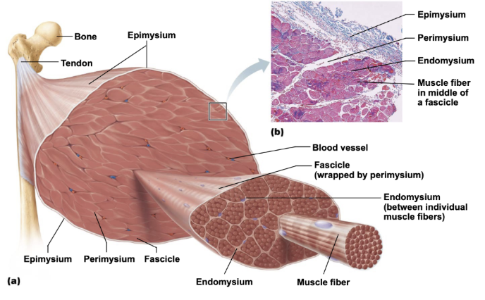 <p><strong>Epimysium:</strong> surrounds the entire muscle</p><p><strong>Perimysium:</strong> surrounds fascicles (groups of muscle fibers)</p><p><strong>Endomysium:</strong> surrounds individual muscle fibers</p>