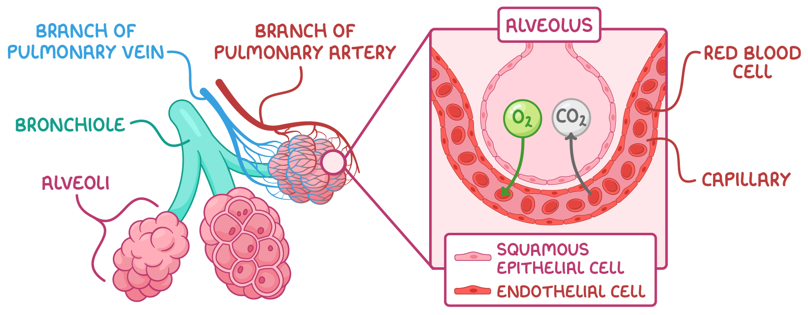 <p>Alveoli are tiny air sacs which are clustered at the end of bronchioles, their walls are made of squamous epithelial cells and are surrounded by a network of capillaries so gases can be exchanged efficiently</p>