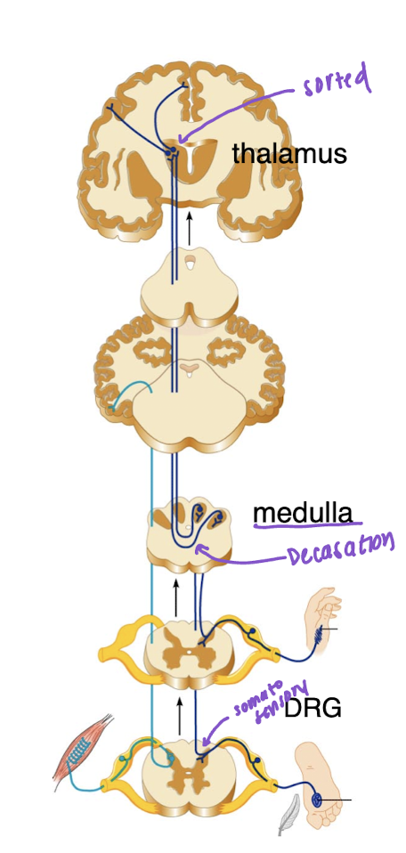 <ul><li><p>Touch/vibration and proprioception crossover in medulla</p></li><li><p>Carry discriminatory sensation from skin (touch, pressure) and propioception</p></li></ul><p></p><p><span style="color: yellow">1st order neuron:</span>  Sensory neuron cell bodies in DRG</p><p><span style="color: yellow">2nd order neuron:</span> Medulla- these neurons decussate in medulla</p><p><span style="color: yellow">3rd order neuron:</span> Thalamus (projects to primary somatosensory area of cortex on opposite side of the brain</p><p></p><img src="https://knowt-user-attachments.s3.amazonaws.com/f040d6ae-a613-4d99-877b-b0e222bc5ef2.png" data-width="100%" data-align="center"><p></p><p></p>