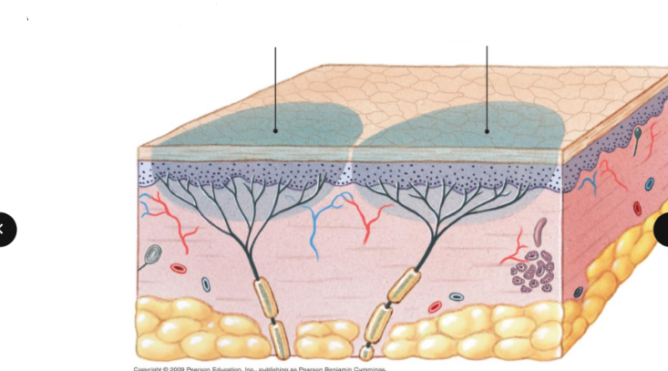 <p>What are the things highlighted in blue called?</p>