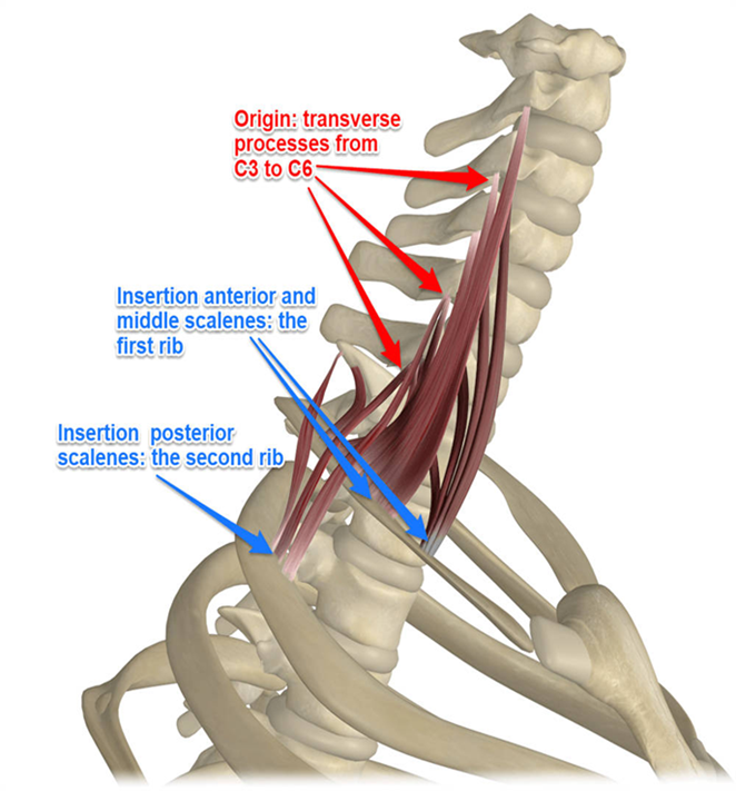 <ul><li><p>divided into anterior, middle, and posterior scalenes muscles</p></li><li><p>general + lateral neck flexion</p></li><li><p>also elevates ribs during forced inspiration (w/ fixed vertebral column)</p></li></ul><p></p>