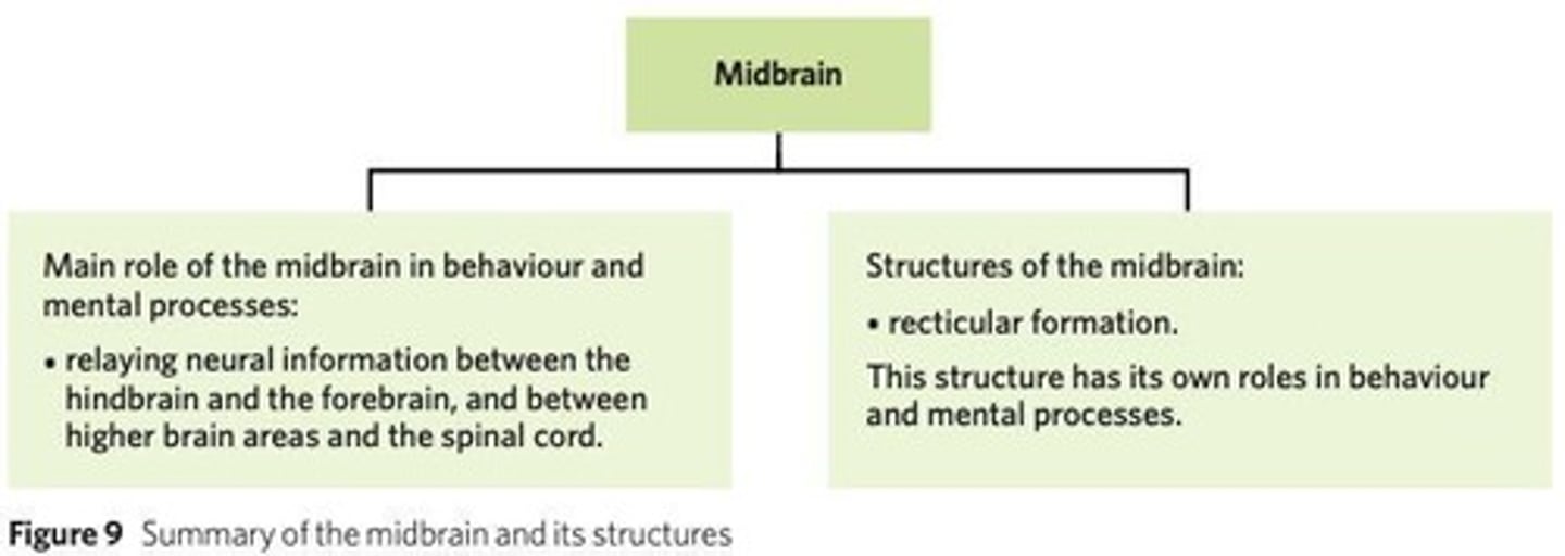 <p>They work together to process information and coordinate activity</p>